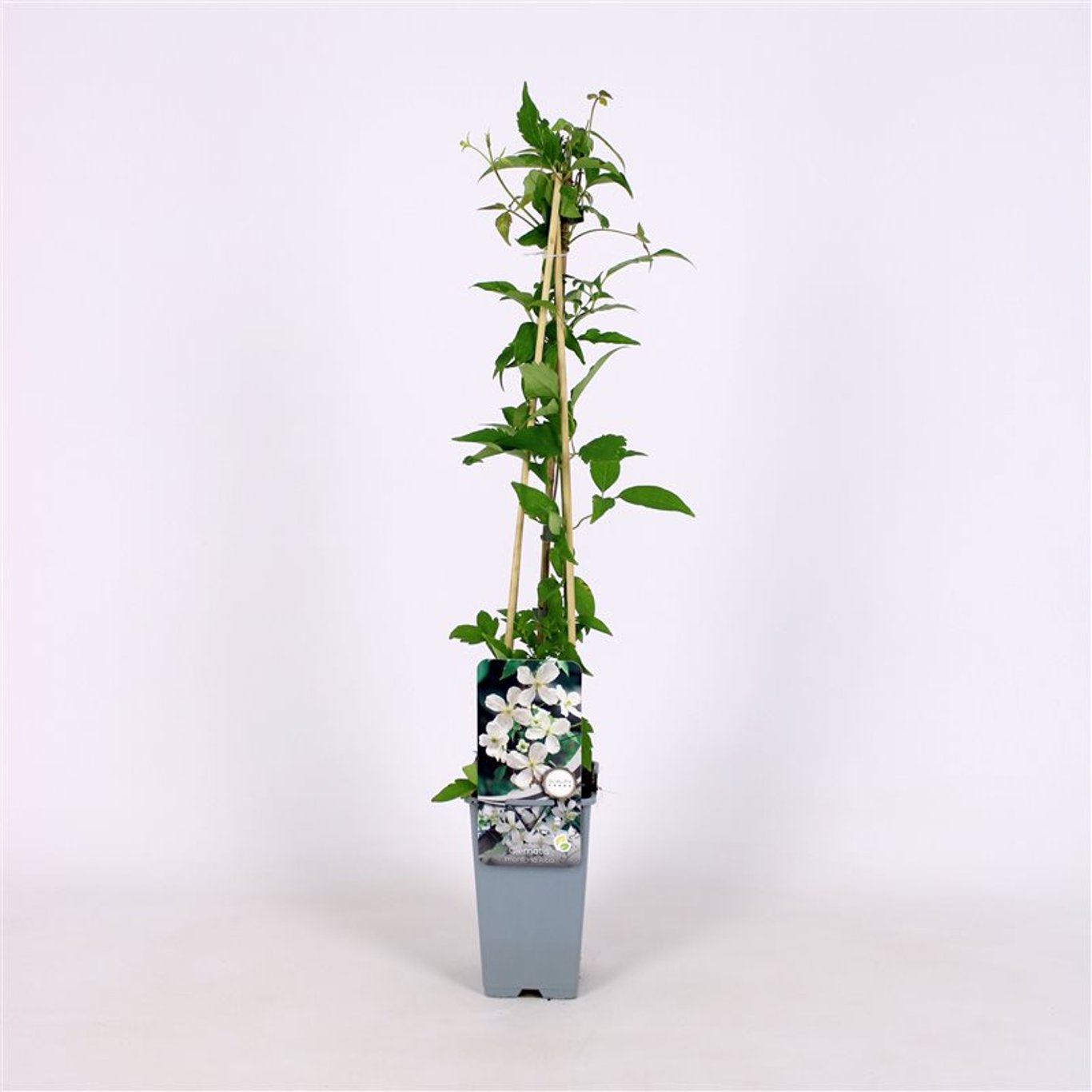 Clematis montana 'Alba' - C2 70/+ CM